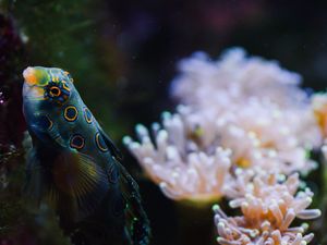 Preview wallpaper fish, aquarium, corals, water