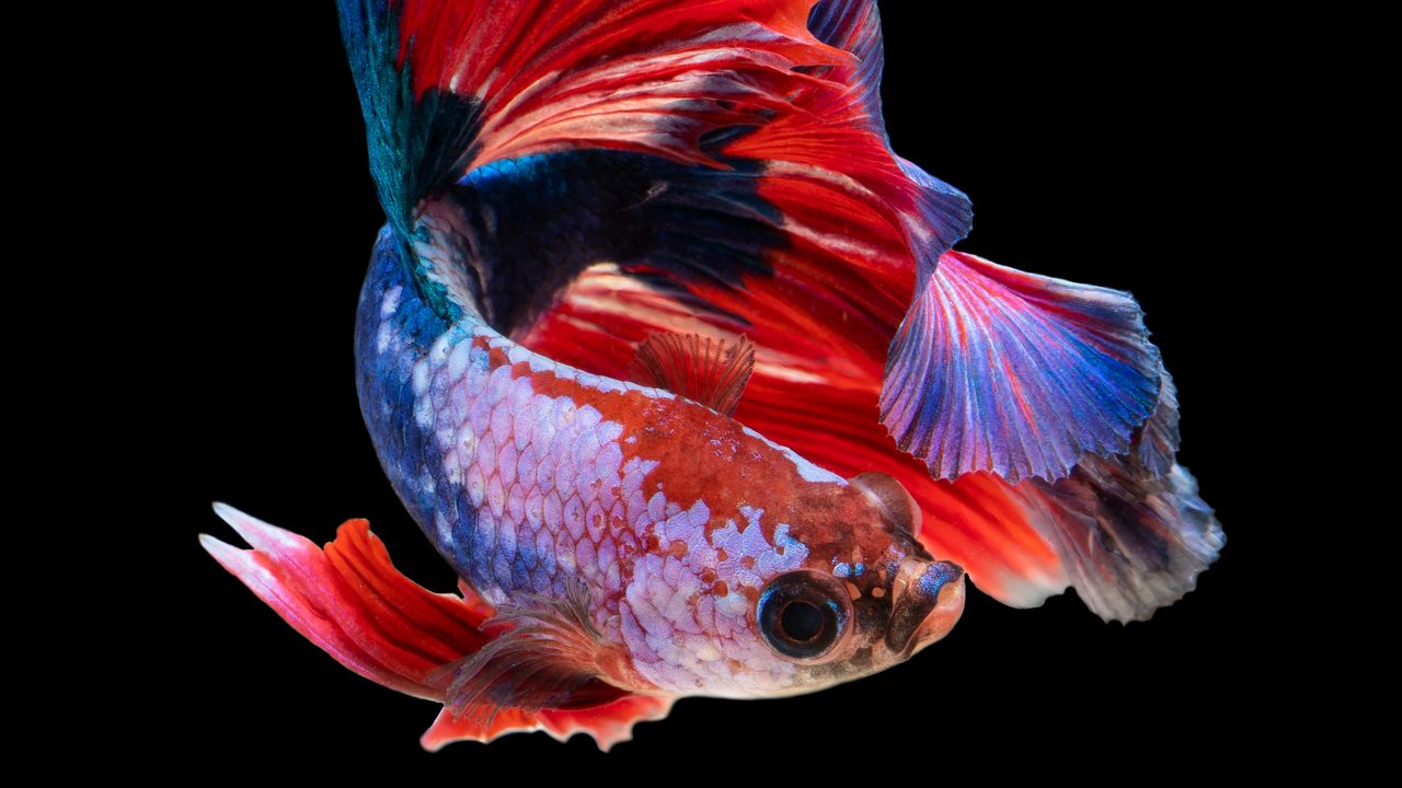 Wallpaper fish, aquarium, red, dark background