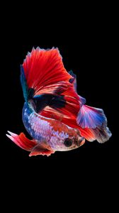 Fish, aquarium, red, tank, iphone, HD phone wallpaper | Peakpx