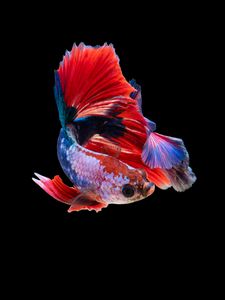 Preview wallpaper fish, aquarium, red, dark background