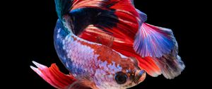Preview wallpaper fish, aquarium, red, dark background