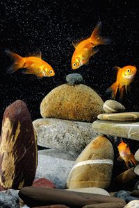 Preview wallpaper fish, aquarium, rocks, black background