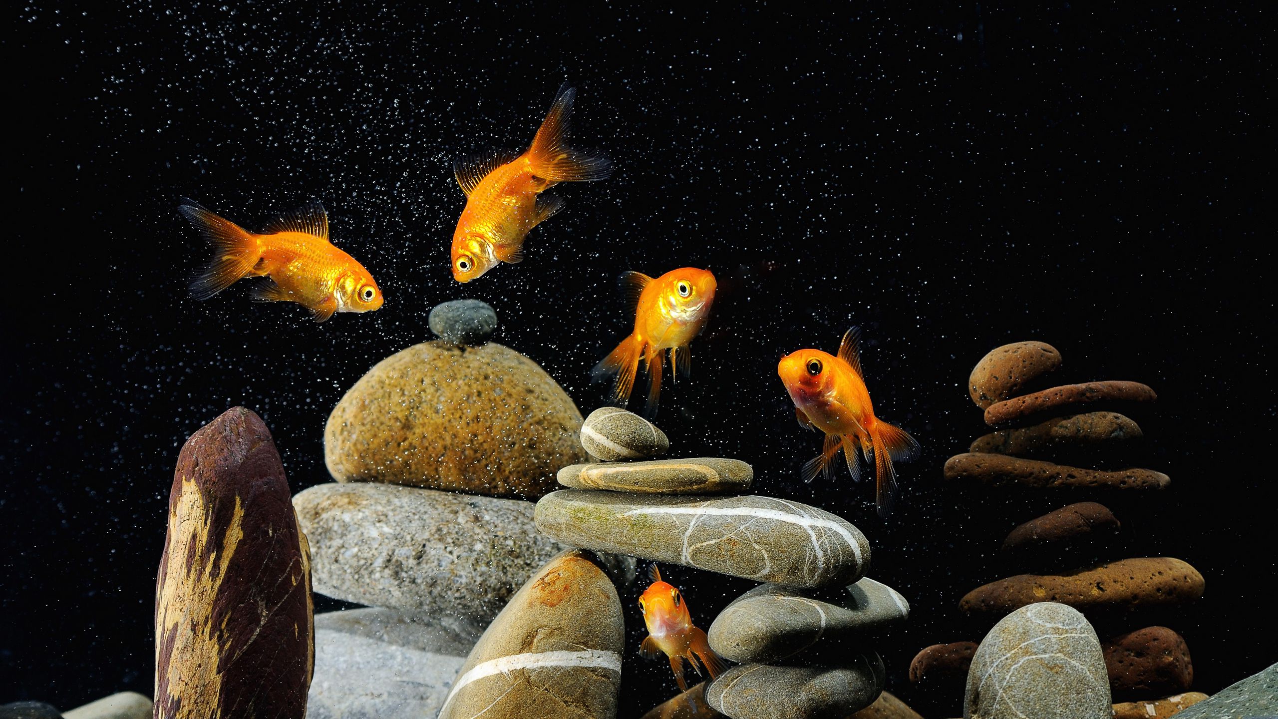 Download wallpaper 2560x1440 fish, aquarium, rocks, black background  widescreen 16:9 hd background