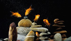 Preview wallpaper fish, aquarium, rocks, black background