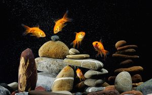 Preview wallpaper fish, aquarium, rocks, black background