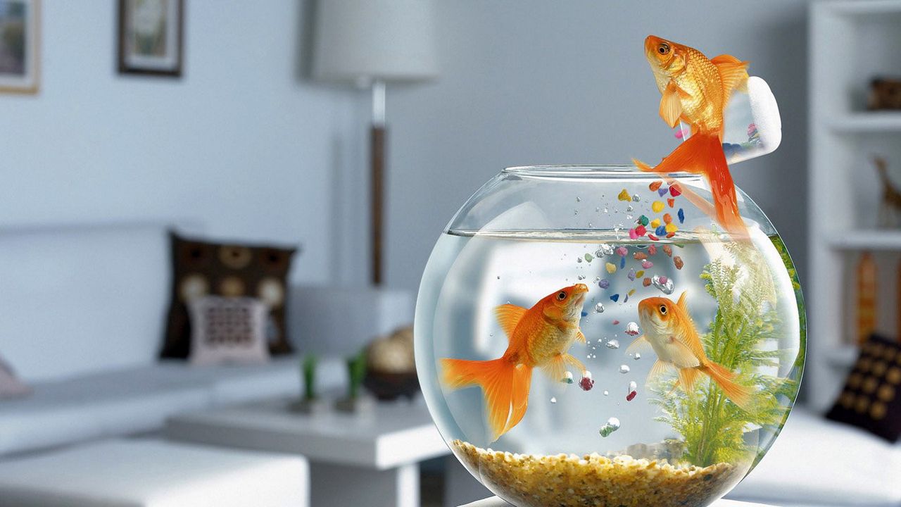 Wallpaper fish, aquarium, swimming, table, glass