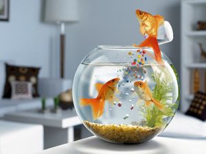 Preview wallpaper fish, aquarium, swimming, table, glass