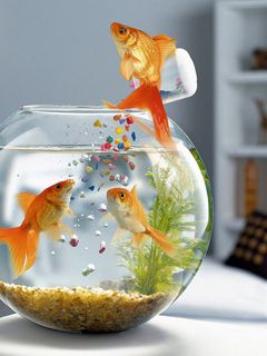 Download wallpaper 240x320 fish, aquarium, swimming, table, glass old mobile,  cell phone, smartphone hd background