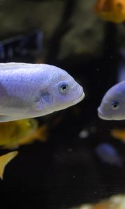 Preview wallpaper fish, aquarium, water, blur