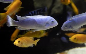 Preview wallpaper fish, aquarium, water, blur