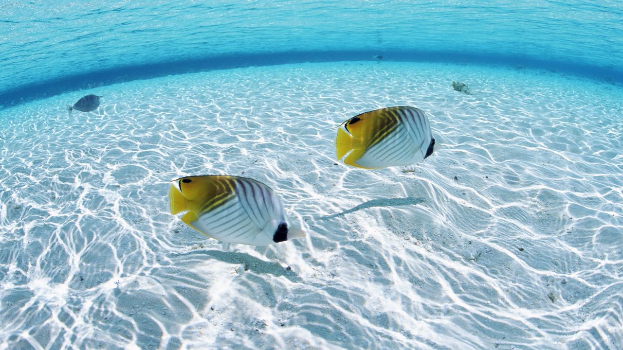 Wallpaper fish, butterfly, couple, sea, shallow water, bottom