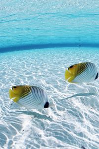 Preview wallpaper fish, butterfly, couple, sea, shallow water, bottom
