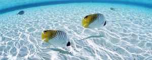 Preview wallpaper fish, butterfly, couple, sea, shallow water, bottom