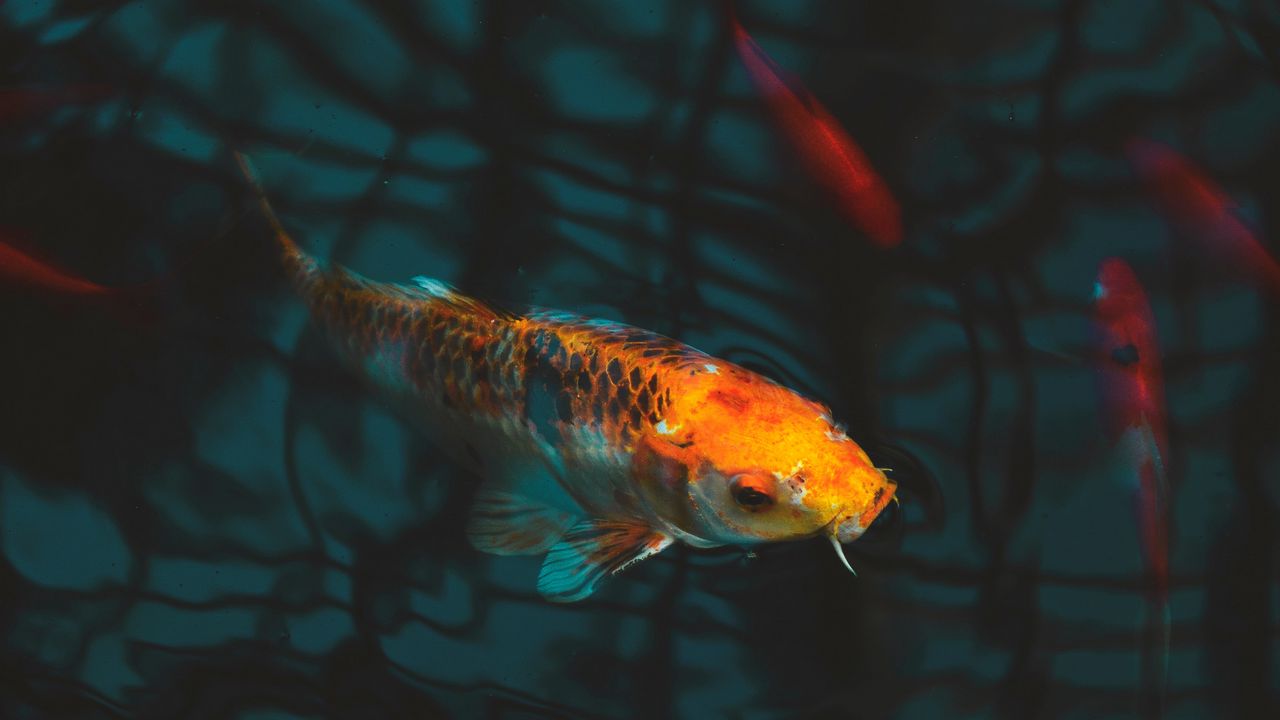 Wallpaper fish, carp, koi, aquarium