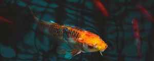 Preview wallpaper fish, carp, koi, aquarium