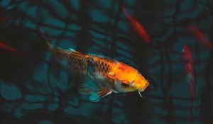 Preview wallpaper fish, carp, koi, aquarium
