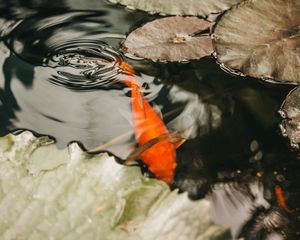 Preview wallpaper fish, carp, koi, water, water lilies