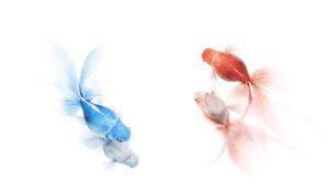 Preview wallpaper fish, colorful, swim