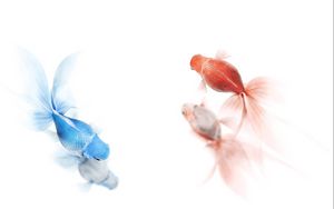 Preview wallpaper fish, colorful, swim