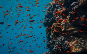 Preview wallpaper fish, coral reef, ocean, underwater world