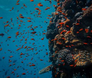 Preview wallpaper fish, coral reef, ocean, underwater world