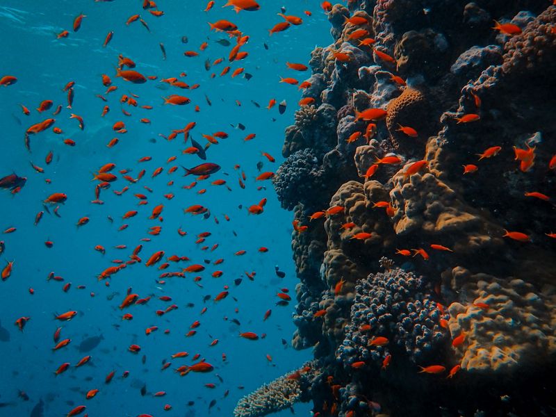 Hình nền rạn san hô mang lại cảm giác tươi mới và tươi tắn cho bất kỳ ai. Với sự phù hợp của rạn san hô, những bức ảnh này mang lại sự sống động, màu sắc rực rỡ, tạo cảm giác tươi mới.