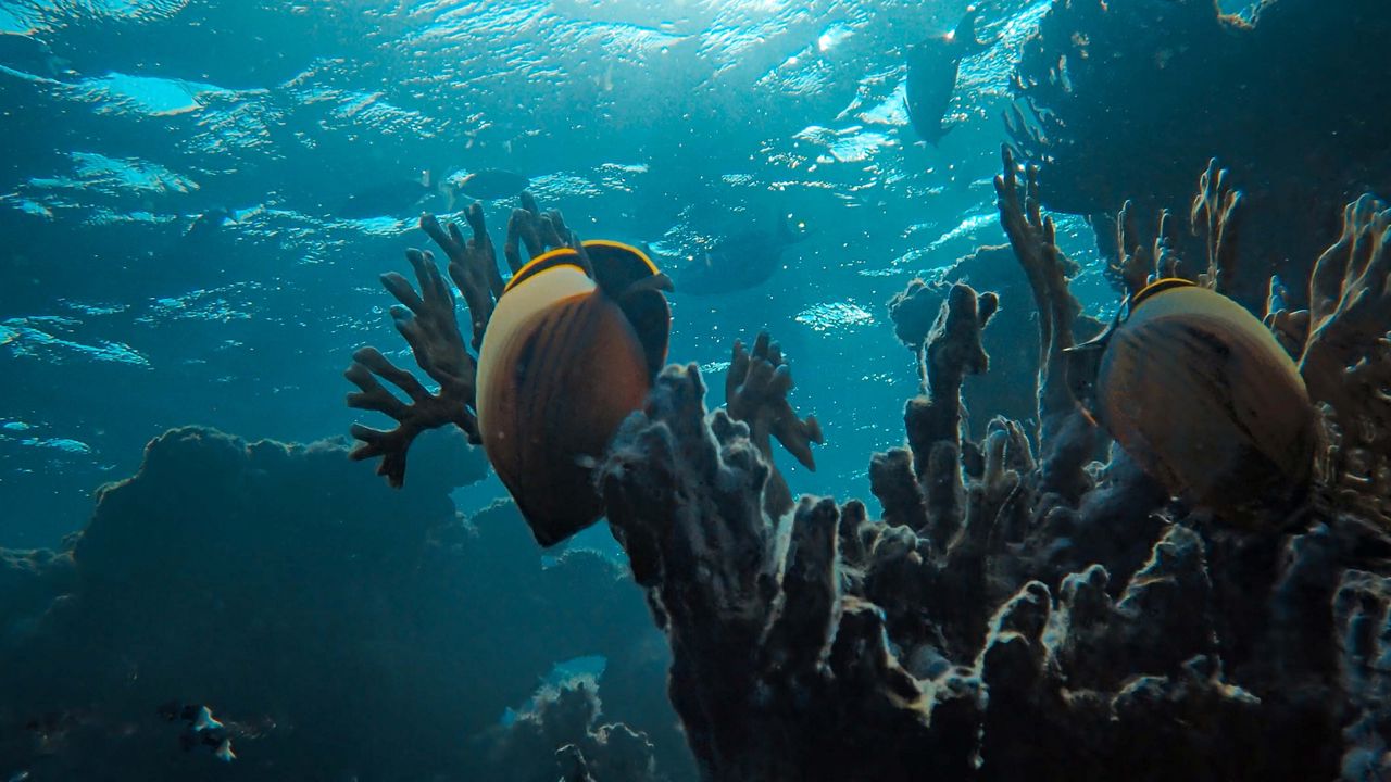Wallpaper fish, coral reef, ocean, water, depth