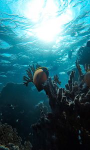 Preview wallpaper fish, coral reef, ocean, water, depth