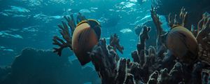 Preview wallpaper fish, coral reef, ocean, water, depth