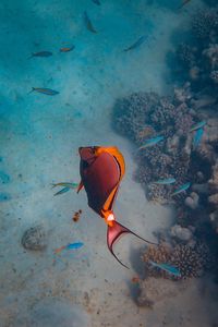 Preview wallpaper fish, coral reefs, water, underwater, sea