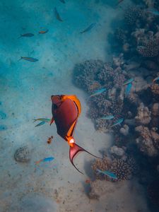 Preview wallpaper fish, coral reefs, water, underwater, sea