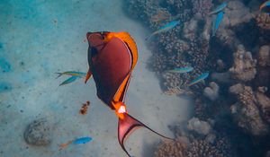 Preview wallpaper fish, coral reefs, water, underwater, sea