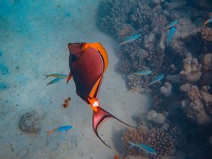 Preview wallpaper fish, coral reefs, water, underwater, sea