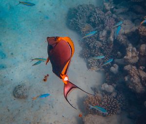 Preview wallpaper fish, coral reefs, water, underwater, sea