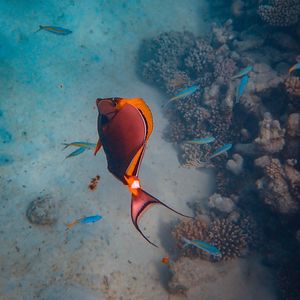 Preview wallpaper fish, coral reefs, water, underwater, sea