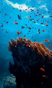 Preview wallpaper fish, corals, algae, underwater world