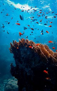 Preview wallpaper fish, corals, algae, underwater world