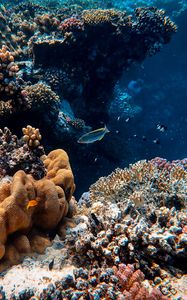 Preview wallpaper fish, corals, algae, water
