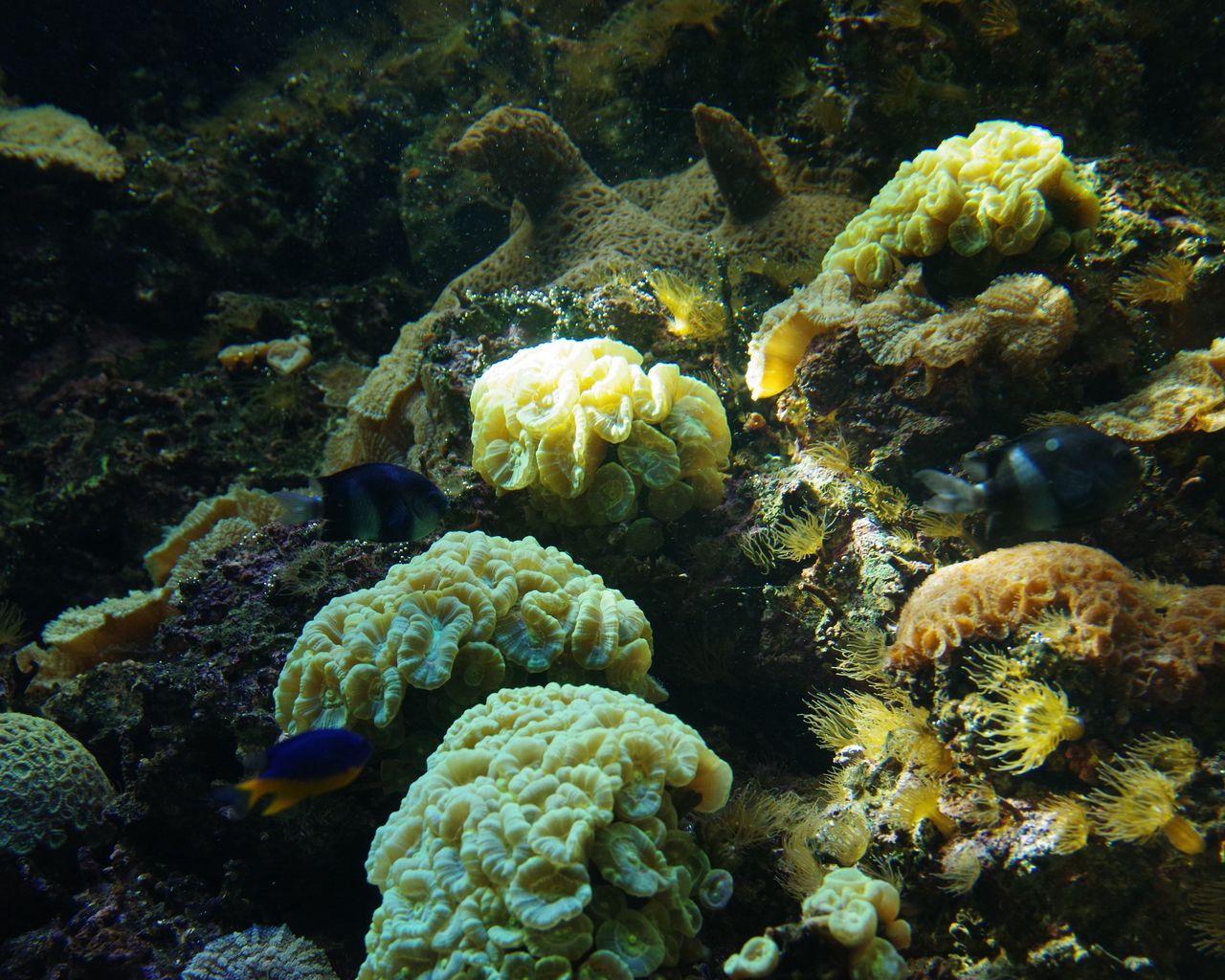 Download Wallpaper 1280x1024 Fish Corals Algae Aquarium Standard 54