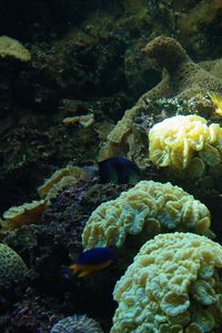 Preview wallpaper fish, corals, algae, aquarium