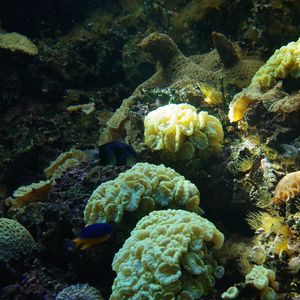Preview wallpaper fish, corals, algae, aquarium