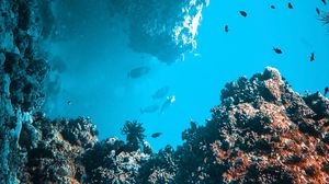 Preview wallpaper fish, corals, algae, underwater world, water