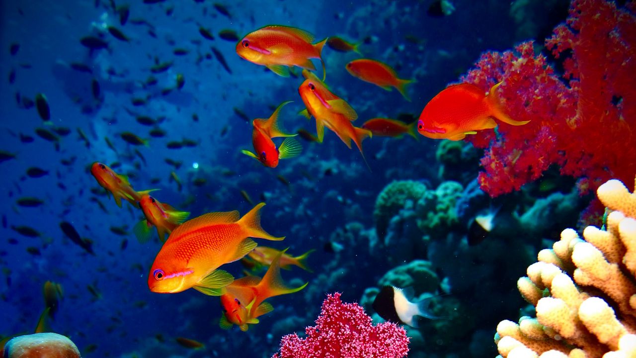 Wallpaper fish, corals, aquarium, reef