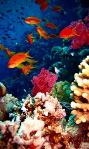 Preview wallpaper fish, corals, aquarium, reef
