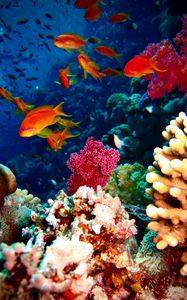 Preview wallpaper fish, corals, aquarium, reef