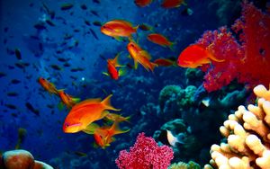 Preview wallpaper fish, corals, aquarium, reef