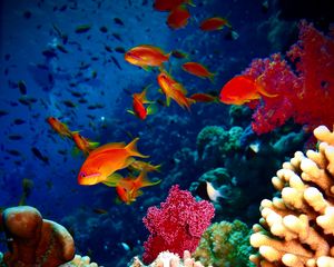 Preview wallpaper fish, corals, aquarium, reef