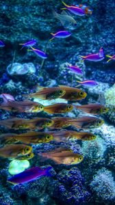 Preview wallpaper fish, corals, underwater world, sea