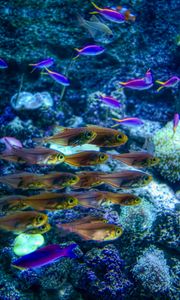 Preview wallpaper fish, corals, underwater world, sea