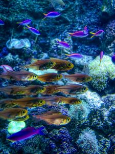 Preview wallpaper fish, corals, underwater world, sea